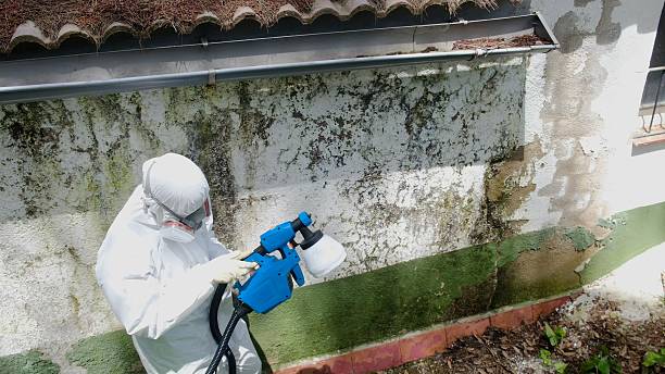 Top rated local Basement Mold Removal specialists in Moorestown, NJ